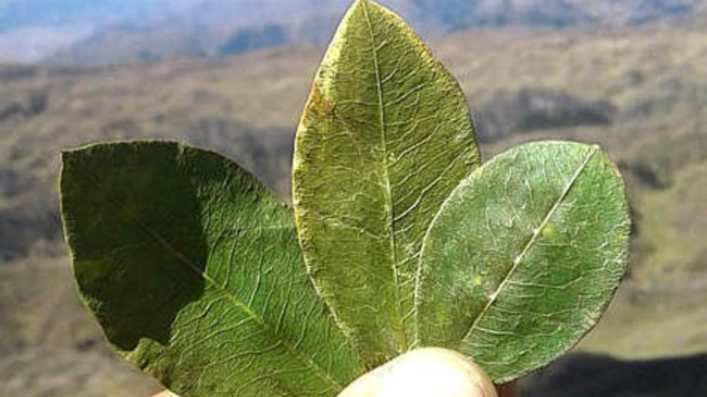 Hoja de Coca Terranova Explorer